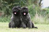 BOUVIER DES FLANDRES 189